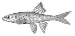Leopard Dace photo 5