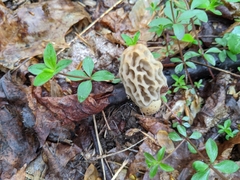 Morchella americana