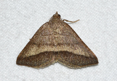 Macaria varadaria