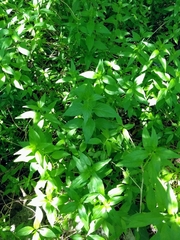 Anisacanthus quadrifidus