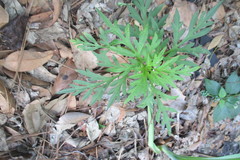 Cosmos sulphureus