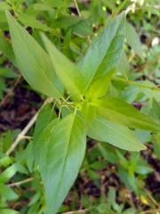 Anisacanthus quadrifidus