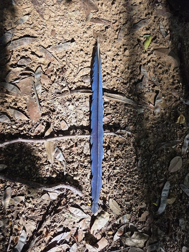 White-throated Magpie-Jay (Cyanocorax formosus)