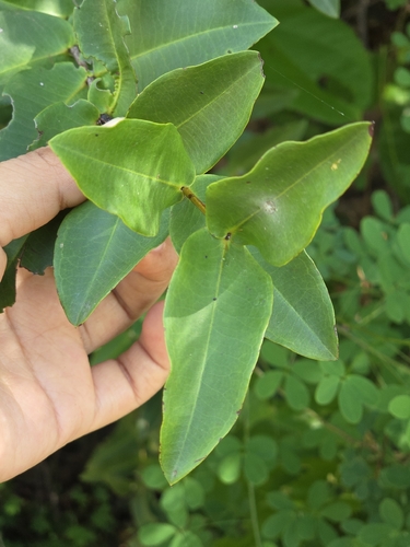 Mouriri myrtilloides (Mouriri myrtilloides)