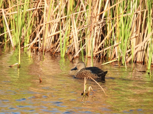 iNaturalist image