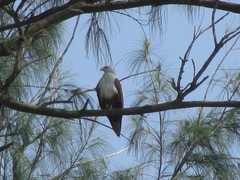 Haliastur indus indus