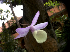 Angiospermae