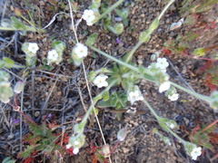 Plagiobothrys tenellus