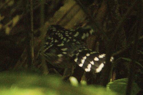 Scaled Antbird (Drymophila squamata), photo 6