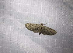 Eupithecia fletcherata