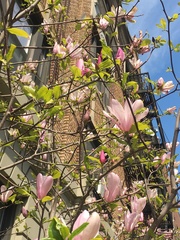 Magnolia
