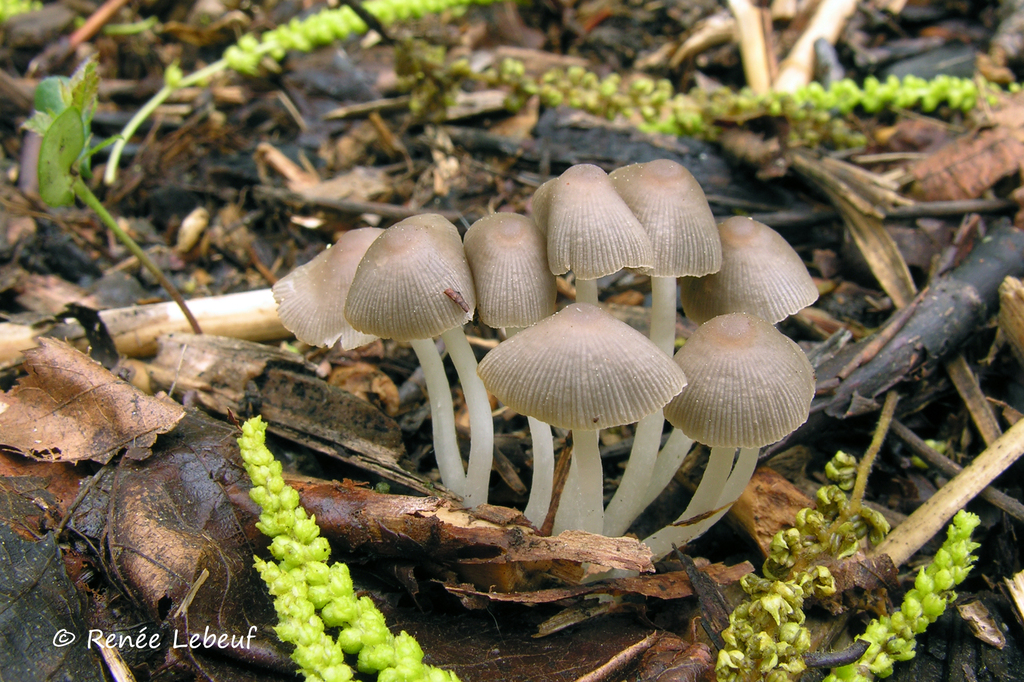 Coprinopsis sp. 'IN03'