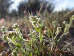 Plagiobothrys tenellus