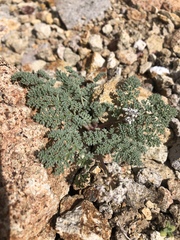 Lomatium nevadense