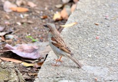 Passer domesticus