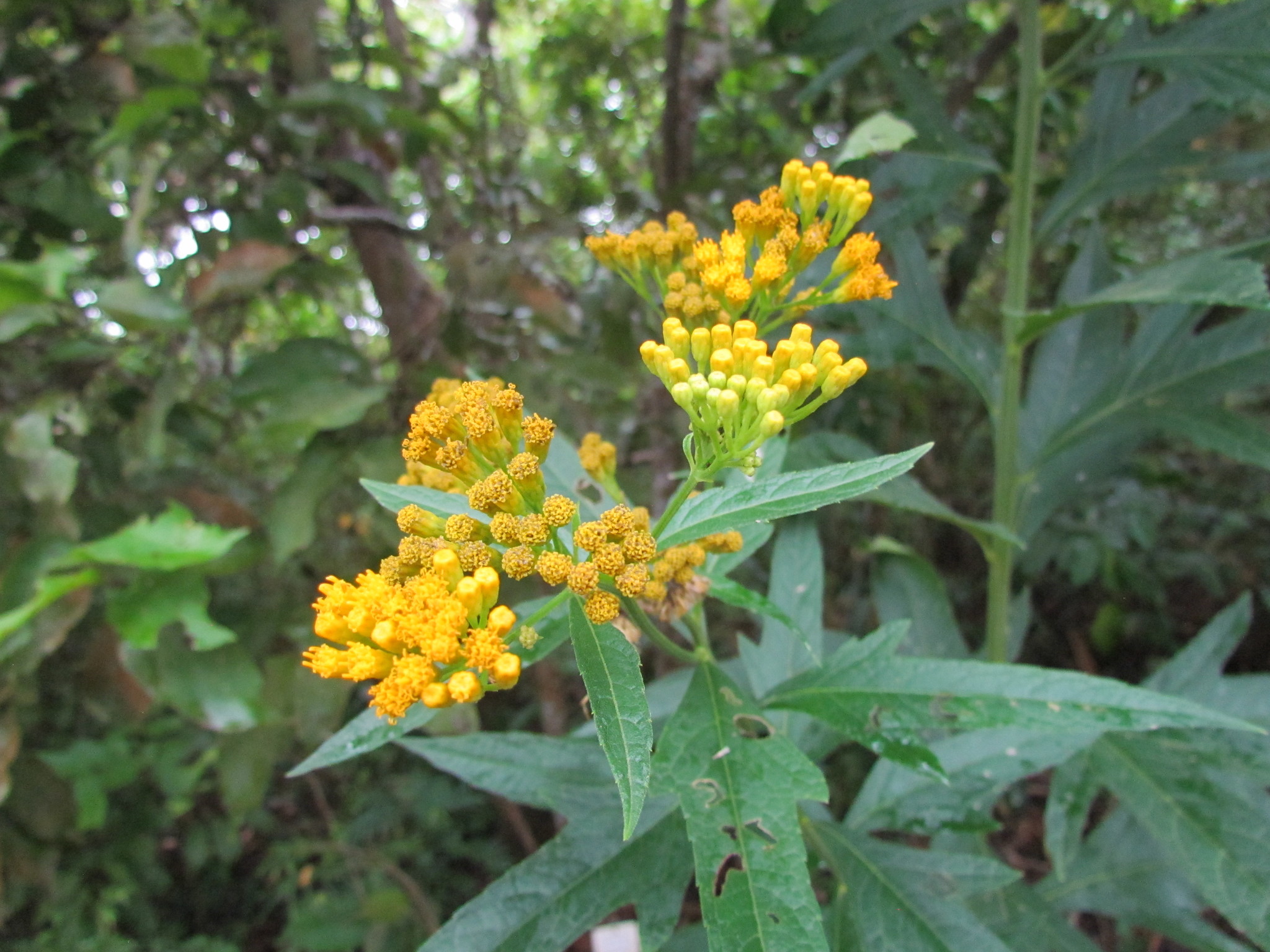 Neurolaena lobata