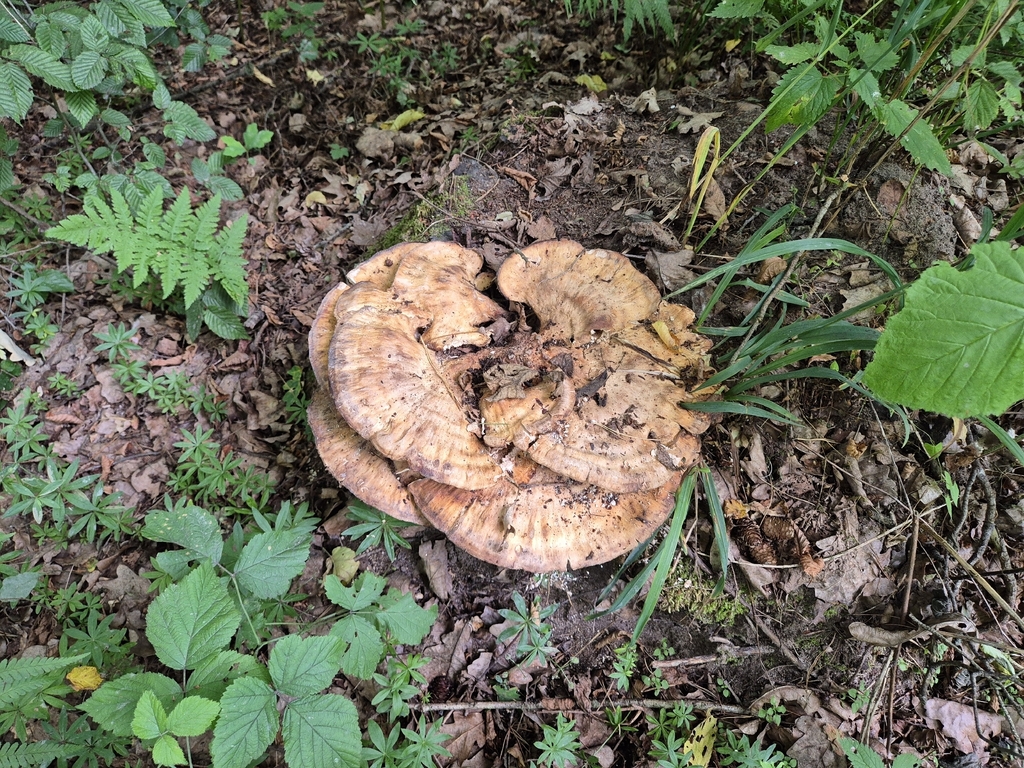 Wachlarzowiec olbrzymi