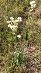 Hymenopappus
