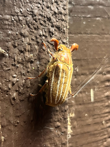 iNaturalist observation photo of Lined June Beetles