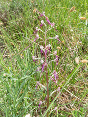 (c) Emanuele Santarelli, some rights reserved (CC BY-SA) Himantoglossum adriaticum, photograph (c) Emanuele Santarelli, some rights reserved (CC BY-SA)