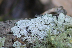 Physcia neogaea