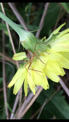 Zelus cervicalis