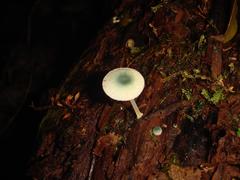 Mycena interrupta