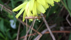 Zelus cervicalis