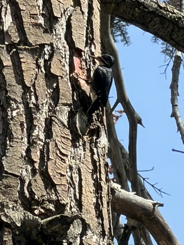 iNaturalist observation photo of Black-backed Woodpecker