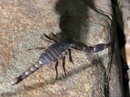 Western Forest Scorpion seen in Sonoma Valley
