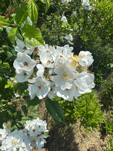 multiflora rose