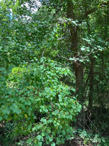 Chinese Tallow