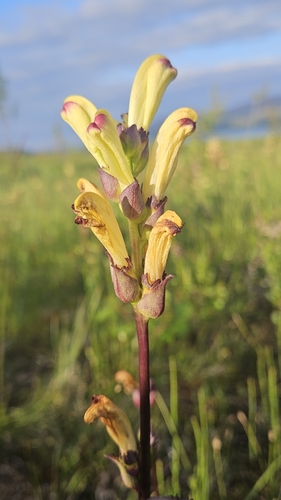 Pedicularis sceptrum-carolinum, photograph 6