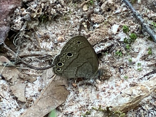Carolina Satyr