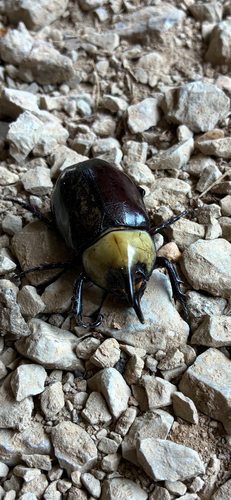 Eastern Hercules Beetle