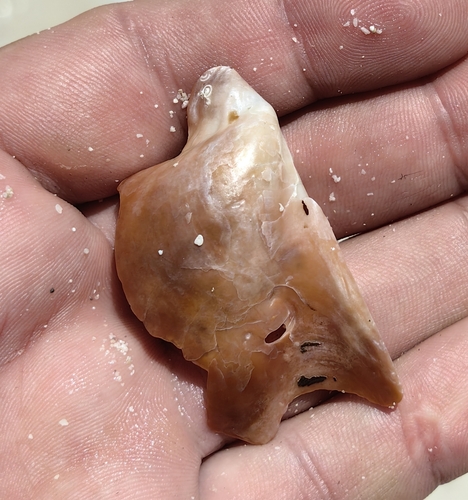 Pteria colymbus observed 2026-07-09