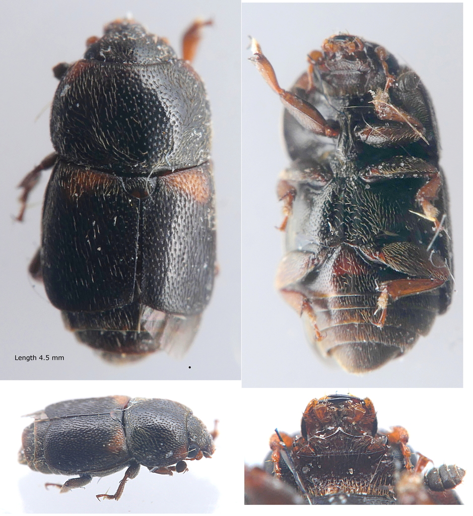Pineapple Beetle
