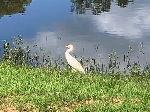 Western Cattle-Egret