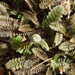 Leptinella serrulata - Photo (c) Melissa Hutchison, some rights reserved (CC BY-NC-ND), uploaded by Melissa Hutchison
