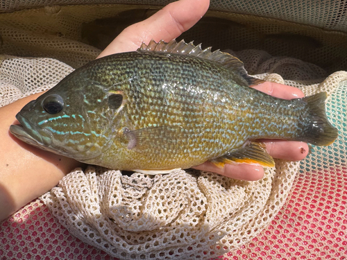 Green Sunfish