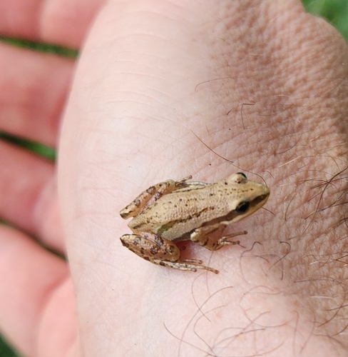 Boreal Chorus Frog