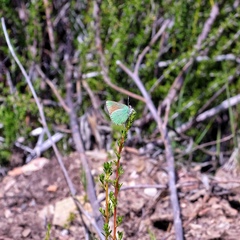 Callophrys dumetorum