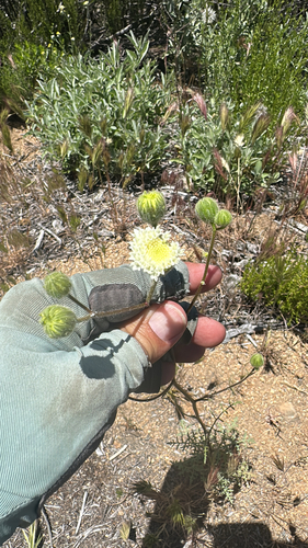 Chaenactis artemisiifolia, photograph 1