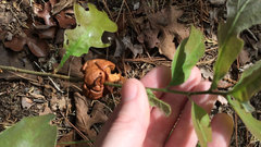 Disholcaspis spongiosa