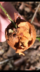 Disholcaspis spongiosa