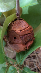 Disholcaspis spongiosa