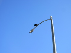 Corvus brachyrhynchos