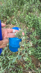 Phacelia imbricata, photograph author not stated, no rights reserved