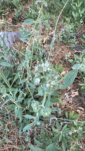 Phacelia imbricata, photograph 5