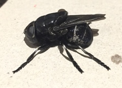 Cuterebra approximata